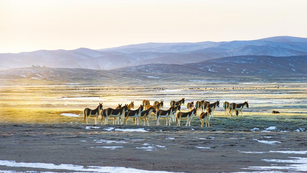 青海地理、历史与文化资源的深度探索
